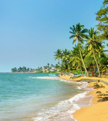 Exotic Caribbean beach full of palm trees